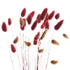 ozdobn� travina